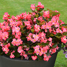 Surefire Rose Begonia (Begonia 'Surefire Rose') in Lancaster York  Harrisburg Pennsylvania PA at Stauffers Of Kissel Hill