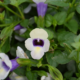 Plant Photo 10