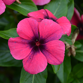 Vinca Market Pack  Potomac Garden Center