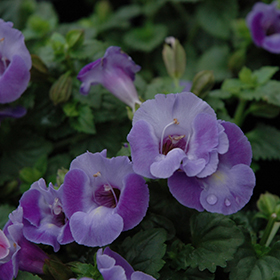 Plant Photo 8