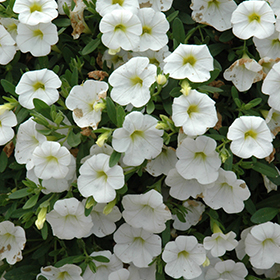 Plant Photo 5