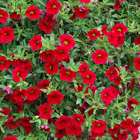 Plant Photo 10