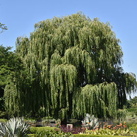 Weeping willow tree, Salix babylonica