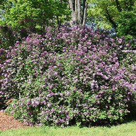 dom Vejrtrækning punktum Red Pixie Lilac (Syringa 'Red Pixie') in Lancaster York Harrisburg  Pennsylvania PA at Stauffers Of Kissel Hill