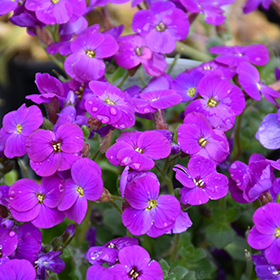 Axcent Deep Purple Rock Cress (Aubrieta 'Axcent Deep Purple') in Lancaster  York Harrisburg Pennsylvania PA at Stauffers Of Kissel Hill