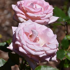 Rosa Blue Moon (Hybrid Tea Rose)