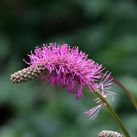 Bottlebrush: cultivation & care - Plantura