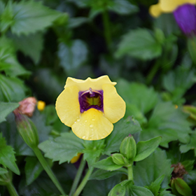 Plant Photo 9