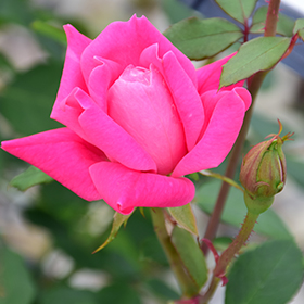 V.I.PINK $ - Rose - Esmeralda Farms Wholesale Flowers
