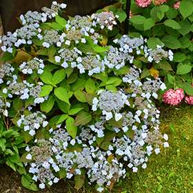 Hydrangea ser. Tiny Tuff Stuff™ - Johnson Nursery Corporation