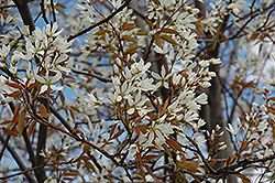 Autumn Brilliance Serviceberry (Amelanchier x grandiflora 'Autumn